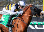 Jockey in white helmet and yellow-blue silks leans forward on a chestnut horse during a jump race.