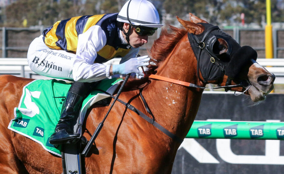 Jockey in white helmet and yellow-blue silks leans forward on a chestnut horse during a jump race.