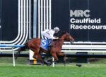 Jockey in white star-pattern silks rides a brown horse at Caulfield Racecourse by the finish barriers.