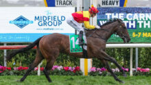 Jockey in red-and-yellow silks riding a brown horse with green number 14 saddle cloth during a race, advertising boards in background.
