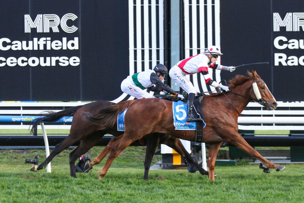 Horse racing action with two jockeys in white and red silks riding forward at Caulfield Racecourse near a striped barrier fence