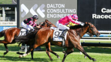 Two jockeys race brown horses on a grass track with a large Dalton Consulting Engineers sign in the background.