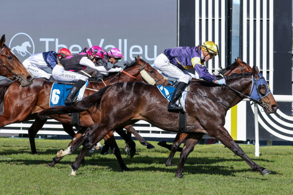 Jockeys in colorful silks ride sprinting horses on a grass racecourse, close pack charging forward.